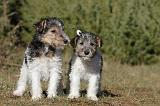 FOX TERRIER 424